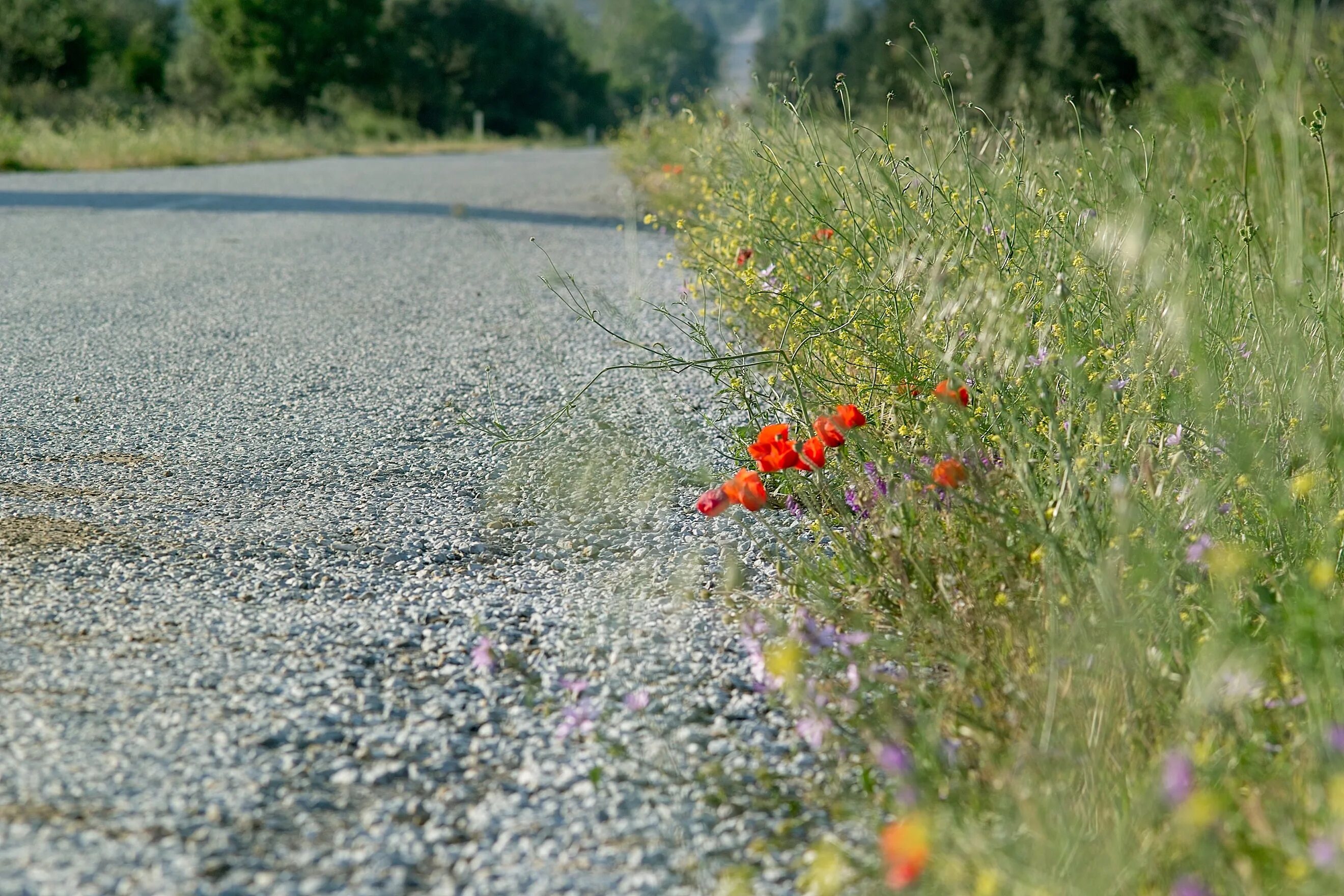 Растительность на дороге. Придорожные травы и цветы. Полевые цветы придорожные.