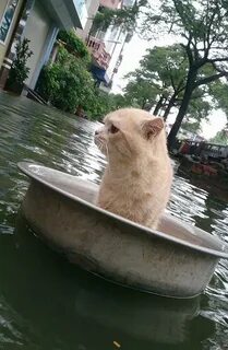 Кот плывущий по реке дзен