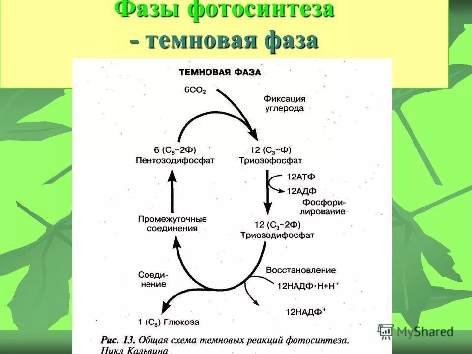 в темновую фазу фотосинтеза происходит выделение кислорода. в темновую фазу фотосинтеза происходит выделение кислорода. темновая фаза фотосинтеза этапы. в темновую фазу фотосинтеза происходит выделение кислорода. биология фотосинтез 10 класс световая и темновая фаза.
