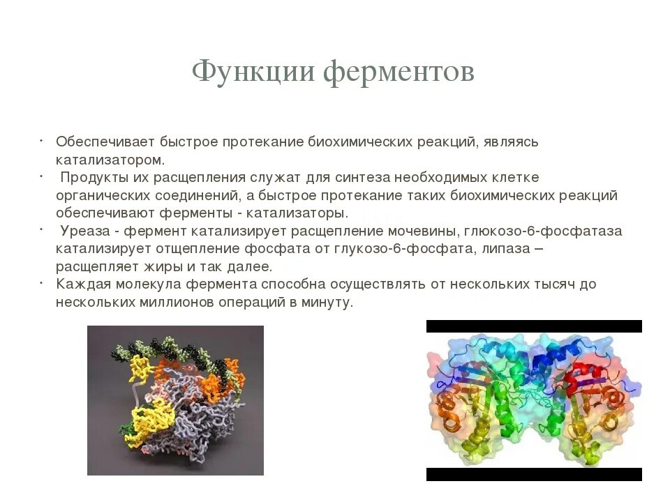 Структура выполняющая ферментативную функцию