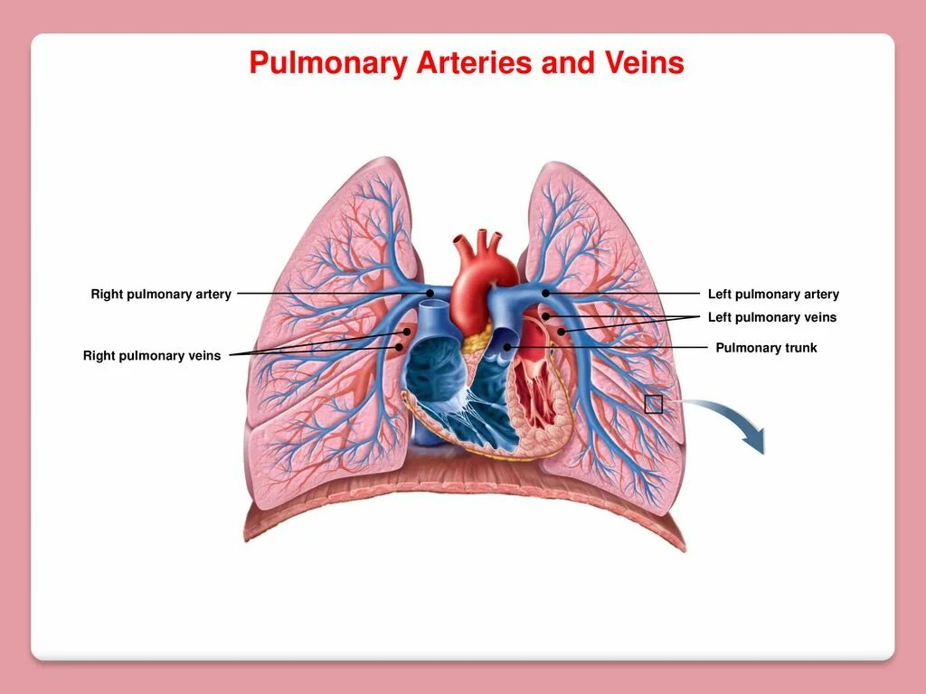 Легочная артерия. Pulmonary artery. Ле¬Гоч¬ная ар¬те¬рия. Сколько легочных артерий