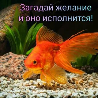 Золотая рыбка 1 г