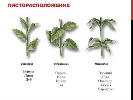 Лист лист чередование