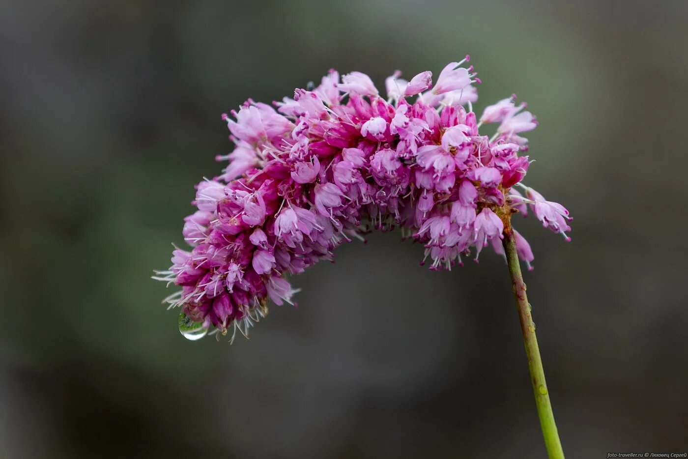 Змеевик большой. Змеевик Горец змеиный. Polygonum bistorta. Горец superba. Змеевик растение.