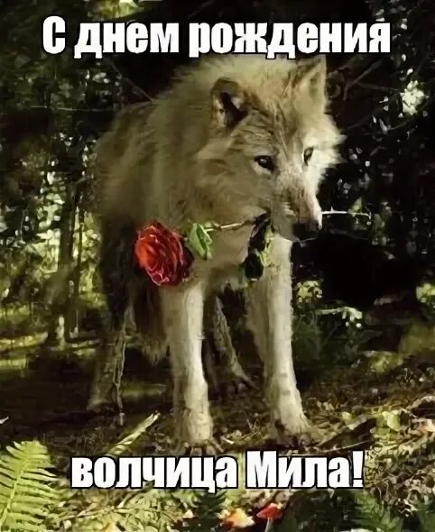 Мем волк с днем рождения Мем: "С Днём Рождения! Ты прилетай,если что" Все шаблоны