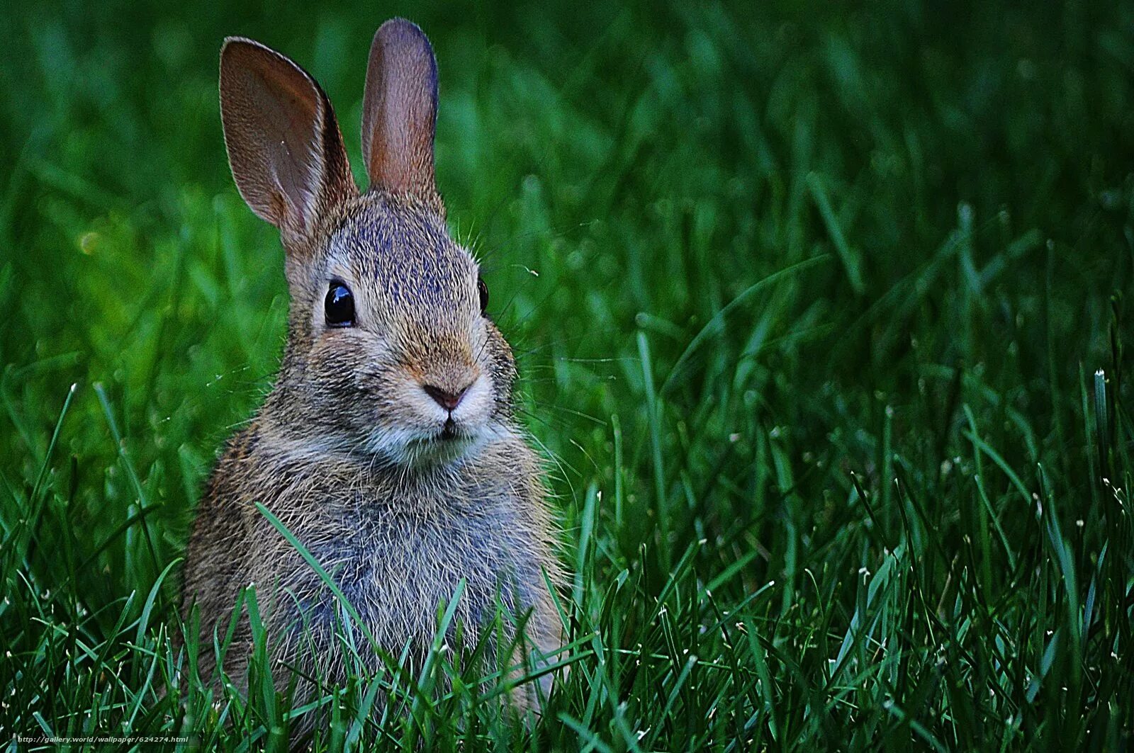 Заяц-русак. Заяц обычный. Заяц обычный. Серый заяц-русак. Серый заяц-русак.