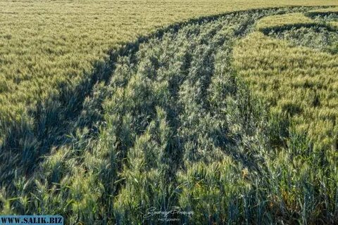 Поле альтернатив