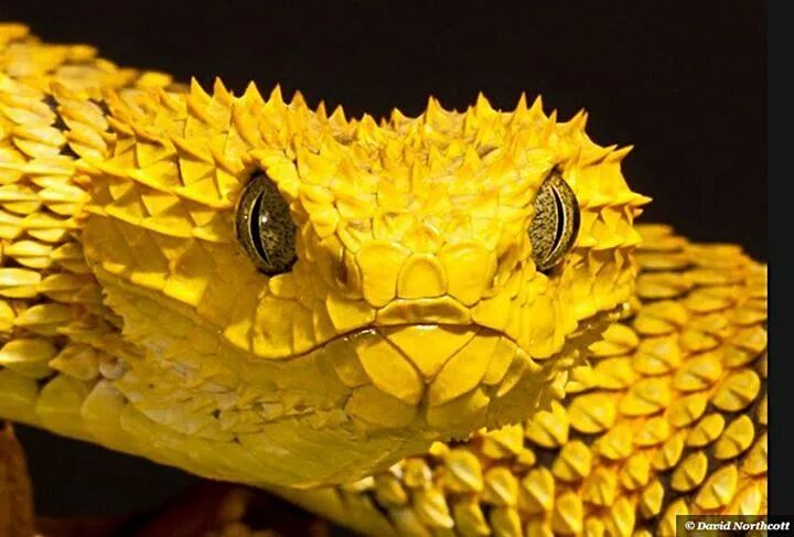 Eyelash Viper Colorful snakes, Pet snake, Brown water snake
