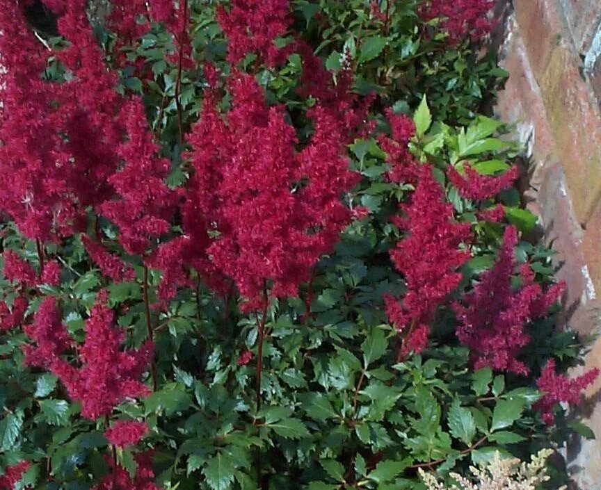 Лепестки момордика харанция на белом фоне. Small variety. Спирея серая аргута. Root vegetables перевод. Small variety.