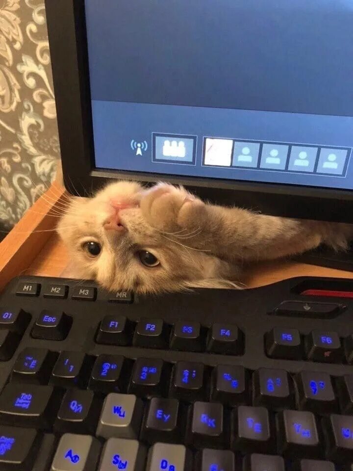 Кошка и монитор. Компуктер и кот. Кошка на экране. Красивая кошка на мониторе. Смешные коты 2024