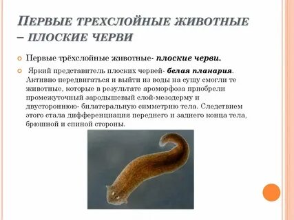 Трехслойные животные