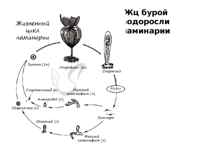 Стадия жизненного цикла водорослей. Цикл развития бурых водорослей схема. Цикл ламинарии схема. Жизненный цикл ламинарии схема. Жизненный цикл бурых водорослей схема.