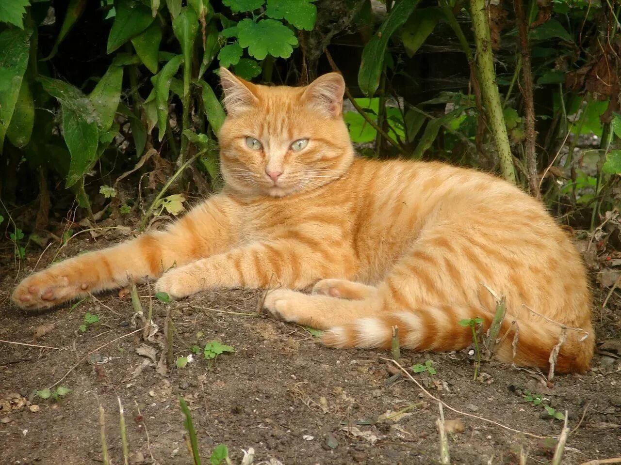 Рыжий кот в полоску. Сибирский гладкошерстный рыжий кот. сибирская кошка рыжая короткошерстная. аравийский мау рыжий. аравийские мау рыжие коты.