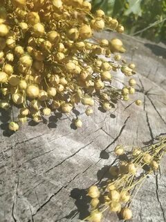 Лен коробочка