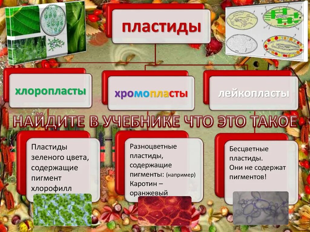 Какие пигменты содержат хромопласты. Какие пигменты содержат хромопласты