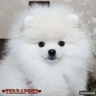 Шпиц тюмень щенки