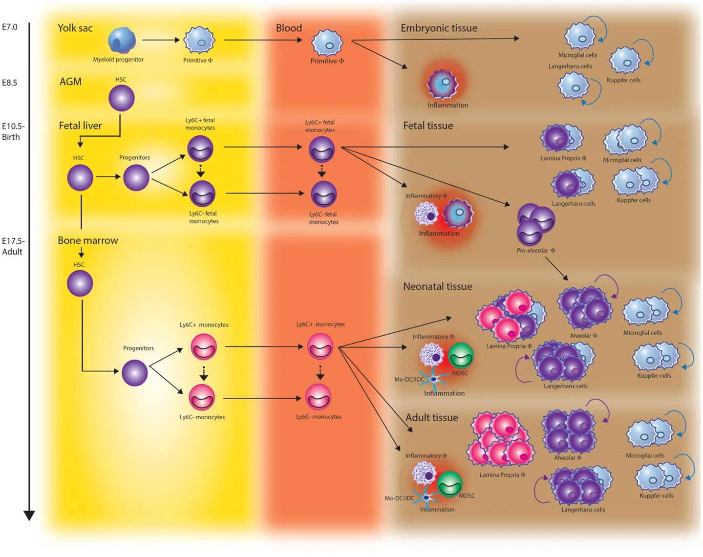 Embryonic hematopoiesis. Monocytes hematopoiesis. Langerhans Cells hematopoiesis. Stages of monocyte Development. Aml транзакции