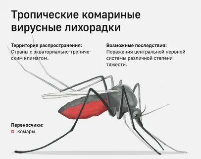 Комары передают инфекции