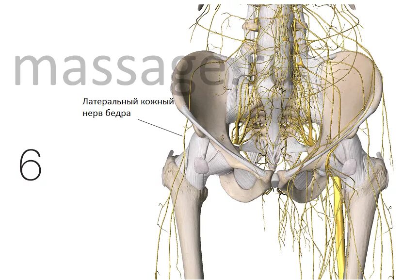 Невропатия полового. Бедренный нерв (l2-4). Латеральный нерв бедра анатомия. Подвздошно-паховый нерв анатомия. Ветви бедренного нерва анатомия.