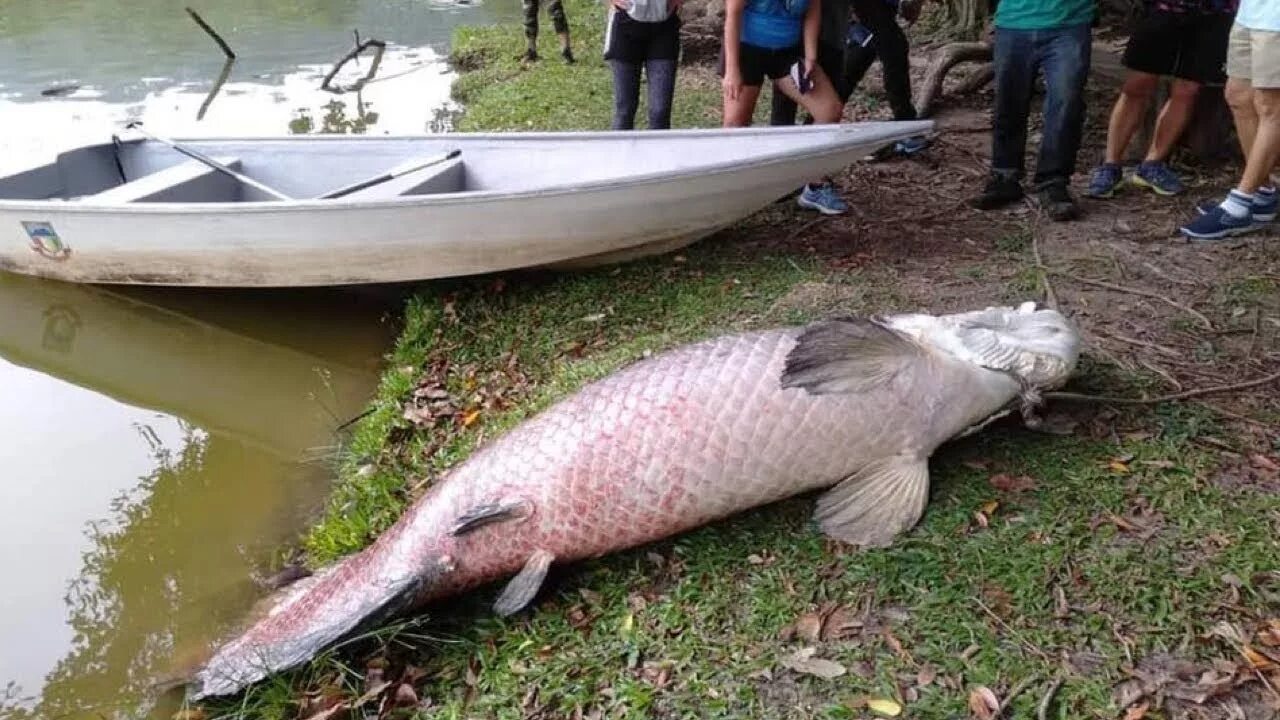 Нападения рыба. Арапайма рыба. Арапайма гигантская. Рыба амазонки арапайма. Рыбы арапайма Малайзия.