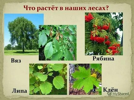 Рябина осина ясень