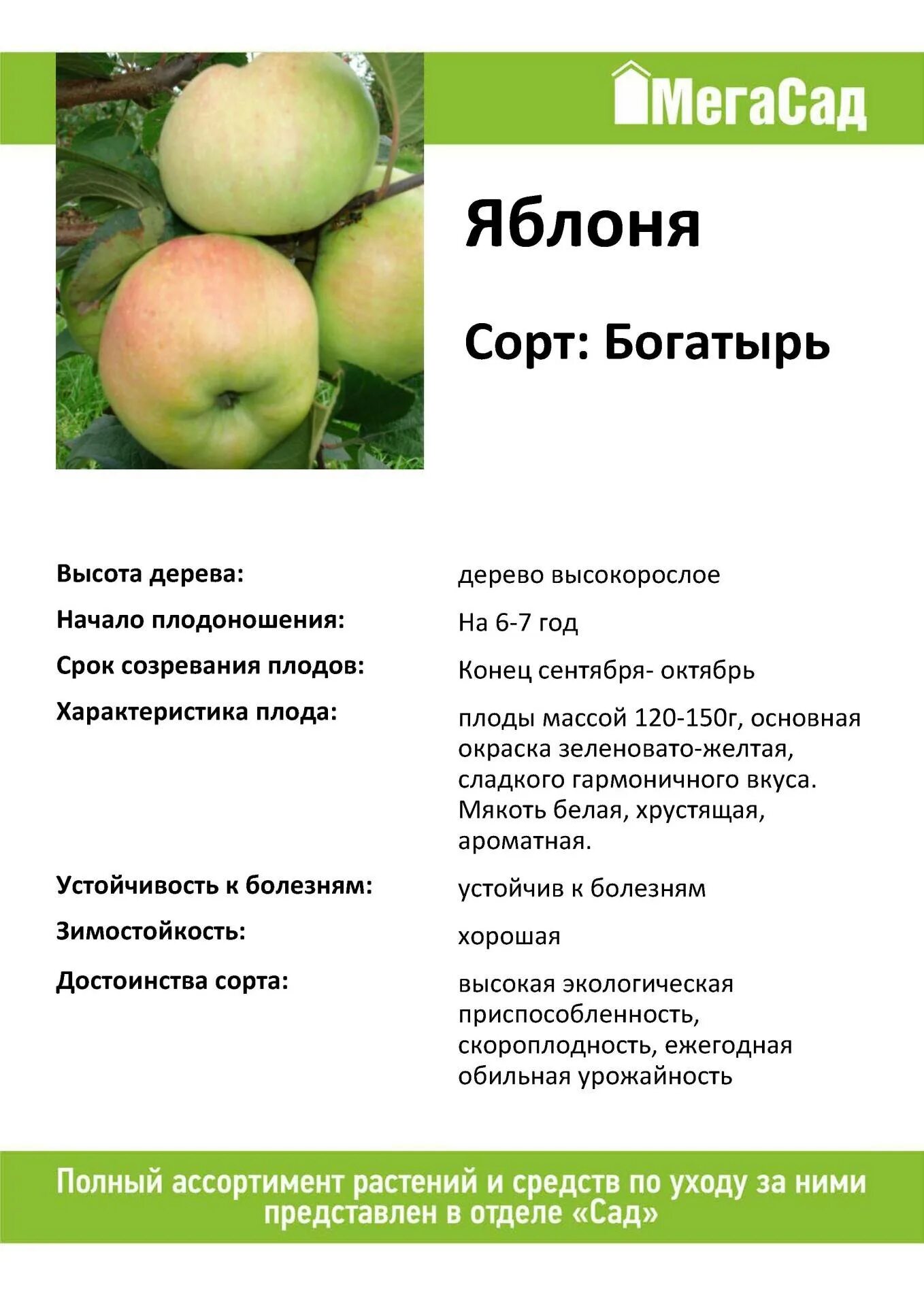 Яблоня богатырь описание сорта. Сортовая особенность сорта яблони богатырь. яблоня богатырь сорт характеристика и описание. яблоко богатырь описание сорта.