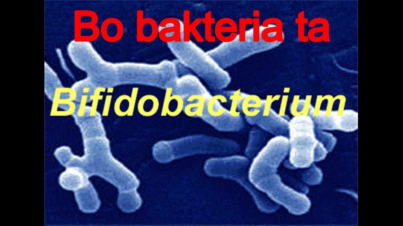 Бифидобактерии при антибиотиках. Бифидобактерии. Кишечные бифидобактерии. Лактобактерии и бифидобактерии. Роль бифидобактерий в организме.