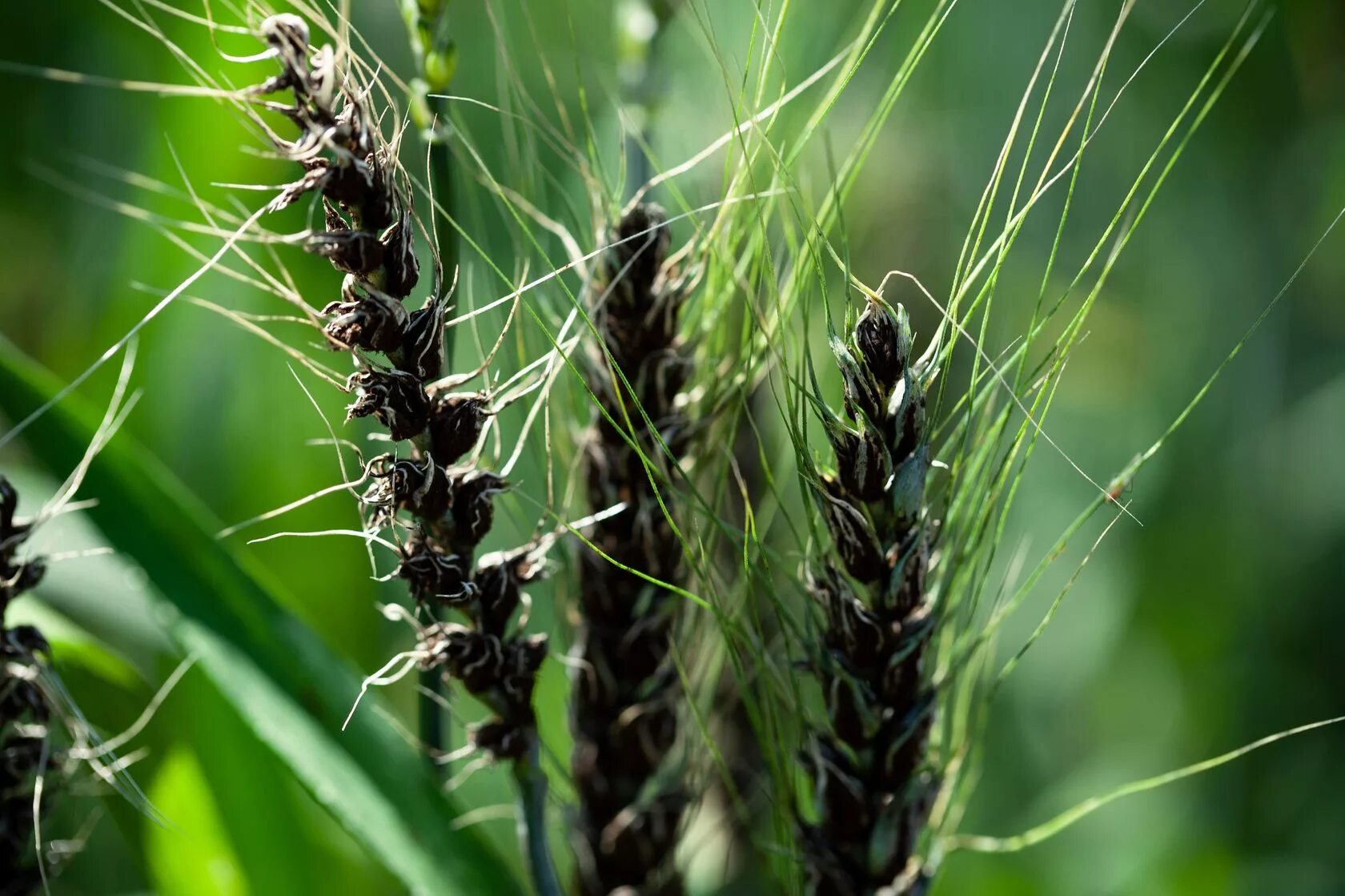 Головня овес. Пыльная Головня пшеницы. Пыльная Головня (Ustilago tritici). Пыльная Головня озимой пшеницы. Пыльная Головня ячменя.