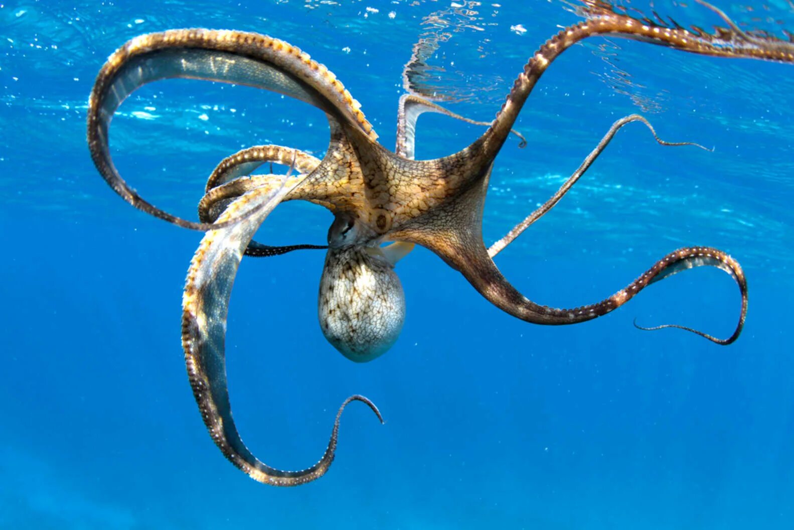 Осьминог Аргонавт. Головоногие моллюски Аргонавт. Тихоокеанский осьминог. Осьминоги Атлантического океана.