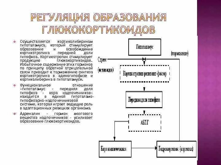 Схема регуляции секреции глюкокортикоидов. Схема регуляции синтеза и выделения глюкокортикоидов. Механизм регуляции выработки глюкокортикоидов. Механизм регуляции секреции глюкокортикоидов.