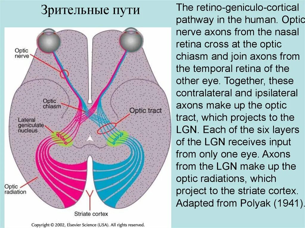 Зрительный нерв. Зрительный путь. Зрительный нерв схема. Optic nerve. Место откуда выходит зрительный нерв