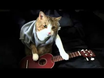 Теплые коты на укулеле