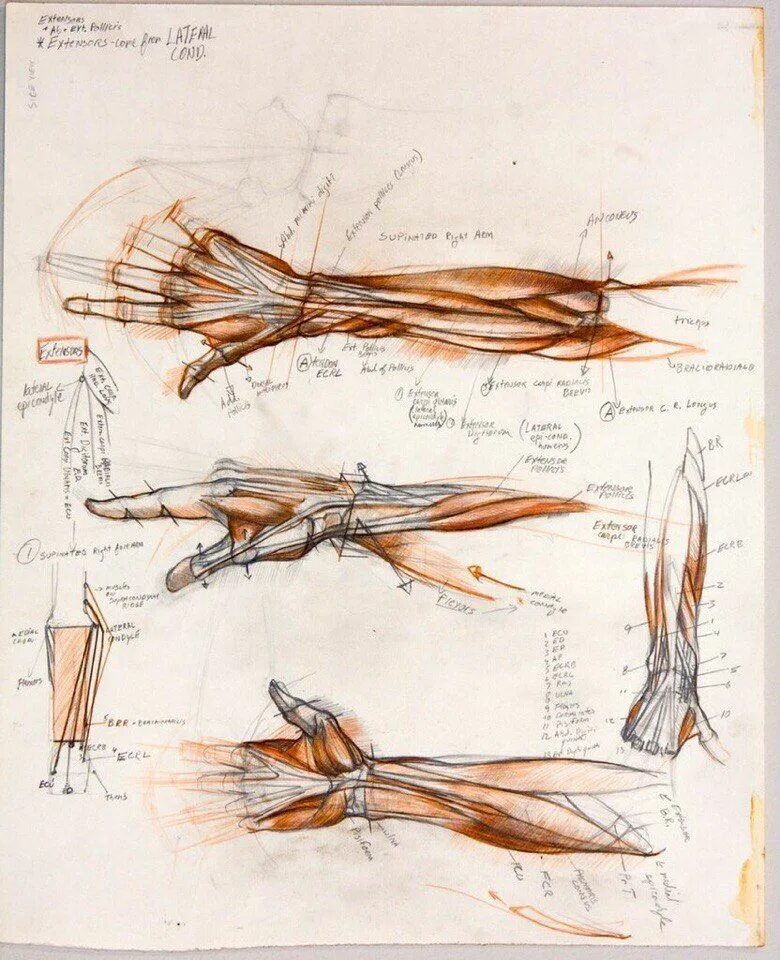 Строение руки рисунок. Строение руки человека. Мышцы кисти анатомия для художников. Строение кистей рук для художников. Зарисовка мышц кисти.