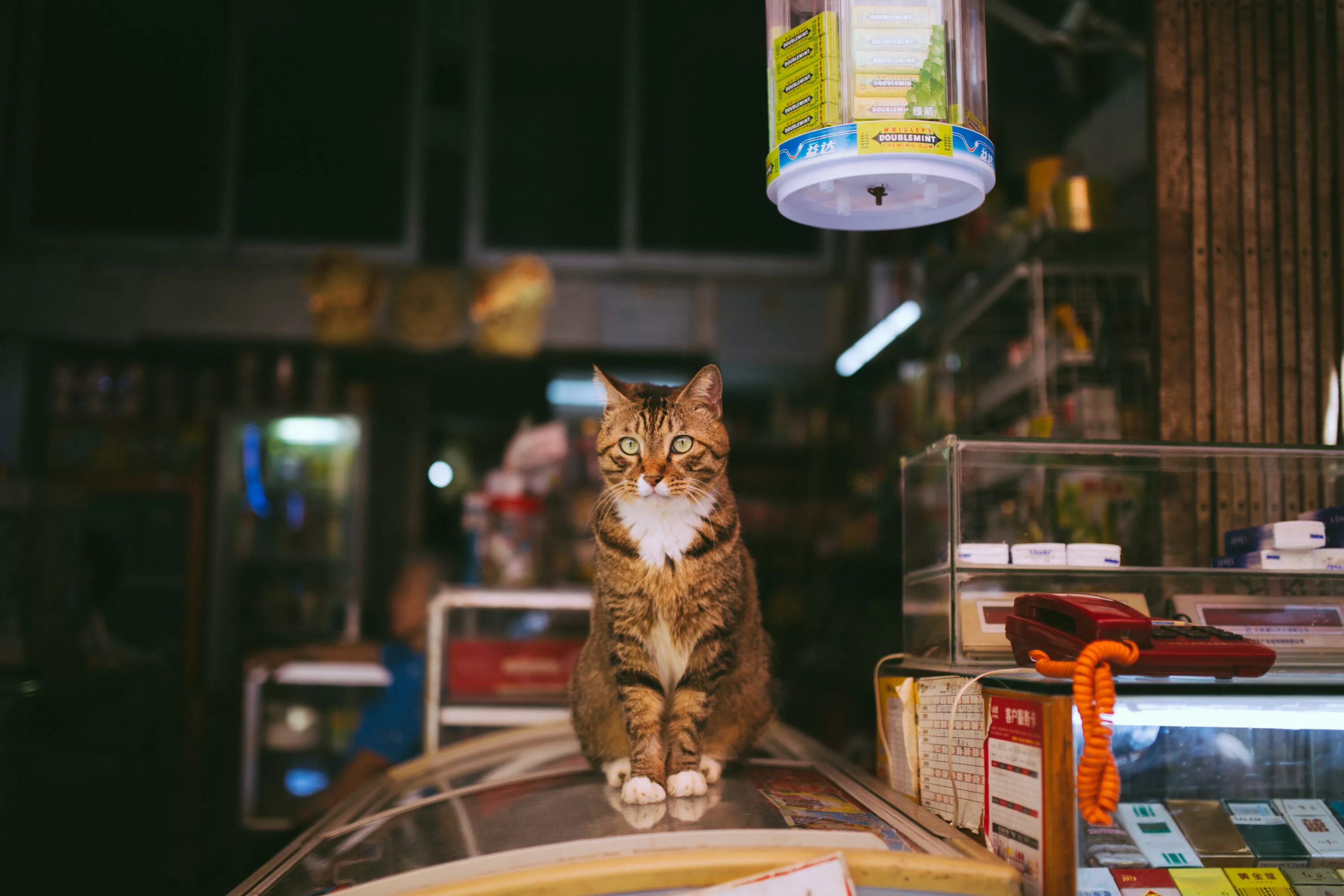 Cat store. Кошка в магазине. Кот маг. Магазин котик. Магазин кошечка.
