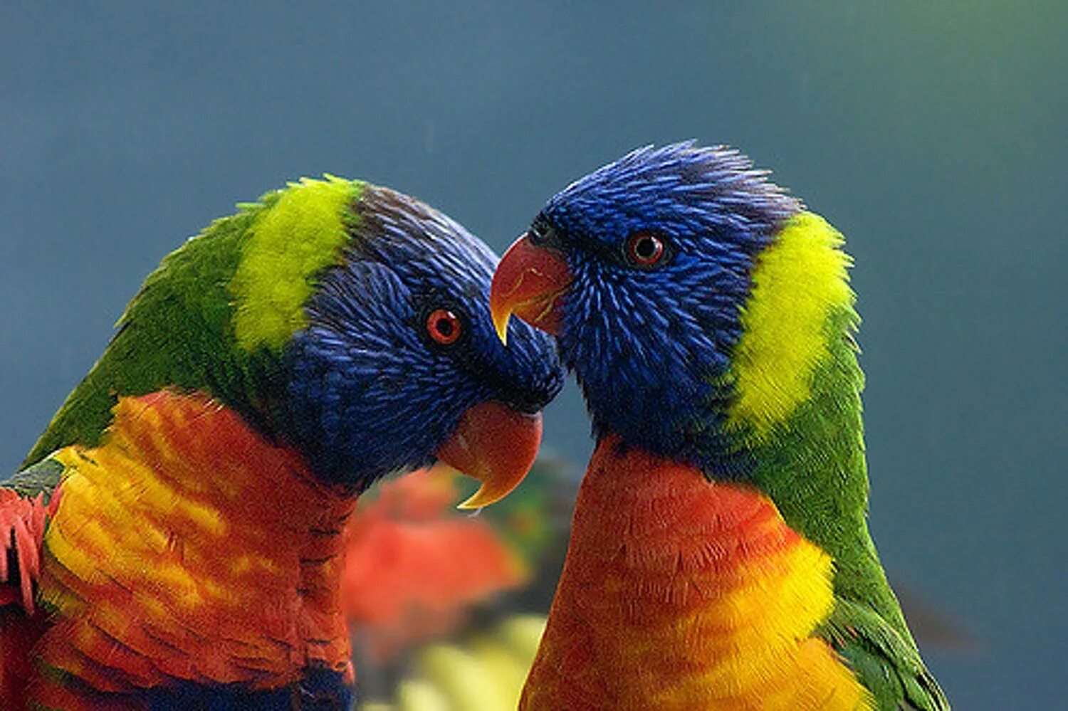 Большой цветной попугай. Попугай Радужный лорикет. Многоцветный лорикет попугай. Какаду лорикет. Многоцветный лорикет (Trichoglossus haematodus).