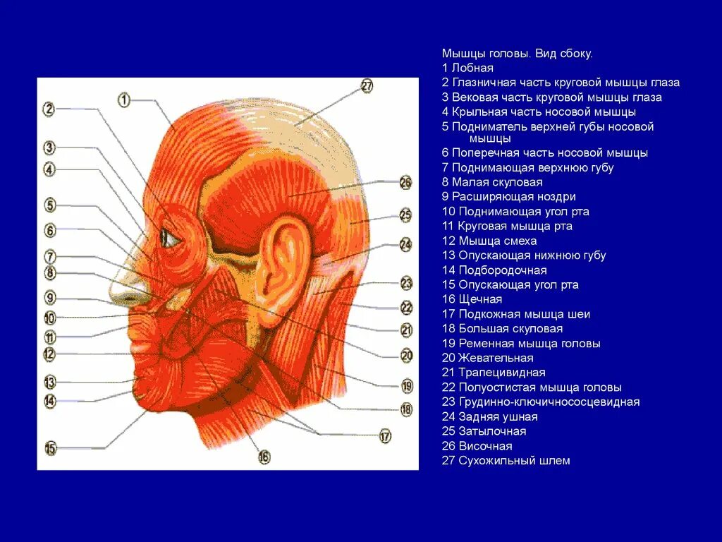 Мышцы головы и шеи сбоку. Мышцы лица анатомия вид сбоку. Строение головы сбоку. Мышцы головы вид сбоку. Верхняя расширенная часть