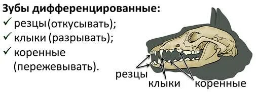 Дифференциация зубов млекопитающих