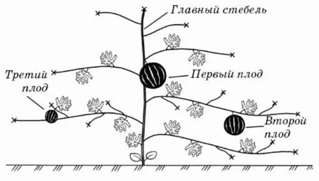Как правильно формировать арбузы