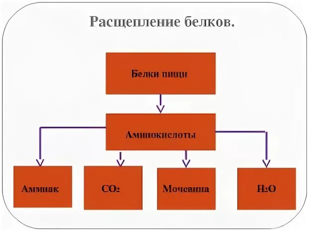 Продукты распада белка. Белок расщепляется на аминокислоты. Схема расщепления белков. Расщепление белка на аминокислоты. Белки расщепляются до аминокислот.