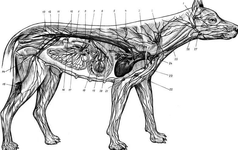 Лимфатическая система собаки. Анатомия собаки лимфатическая система. Лимфатическая система брюшной полости собак. Лимфатическая система Ветеринария. Увеличены лимфоузлы у собаки
