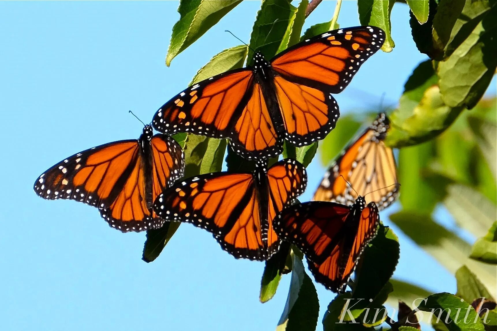 Как называется где бабочки. Миграция бабочек Данаида Монарх. Миграция бабочек монархов. Североамериканская бабочка Данаиды Монарх. Мигрирующие бабочки Данаида Монарх.