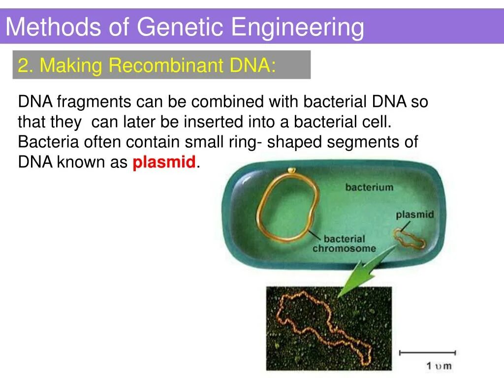 Methods of genetic Engineering. Genetic Engineering techniques. Methods genetic Analysis. What is genetic Engineering. Method engineer