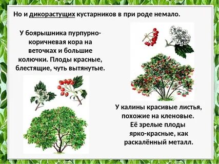 1 кустов