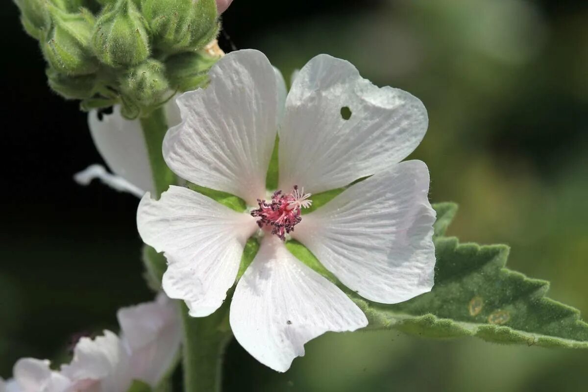 Алтей латынь. Алтей лекарственный (Althaea officinalis). Алтей армянский (Althaea armeniaca). Алтей лекарственный (Althaea officinalis l.). Алтей бруссонециелистный.