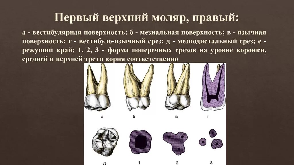 Первый моляр верхней челюсти. Первый верхний моляр правый. Третий моляр верхней челюсти рисунок. 1 Моляр верхней челюсти корни. Третий моляр верхней челюсти анатомия.