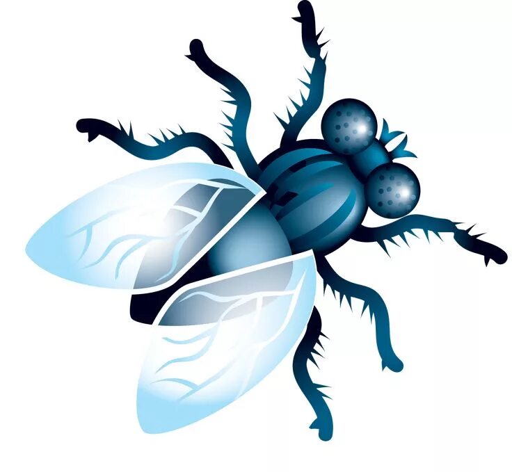 Fly flashcards