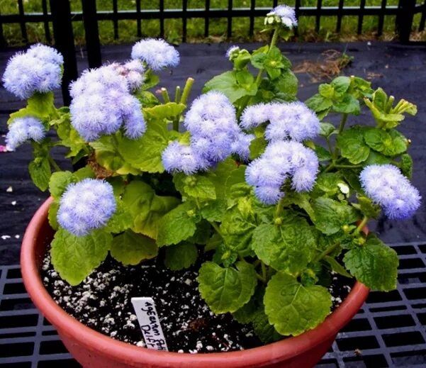 Агератум блу минк рассада. Агератум пикировка рассады. Агератум ростки. Агератум пикировка рассады. Агератум рассада.