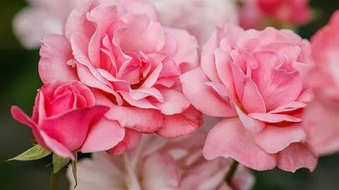 Rose 58
