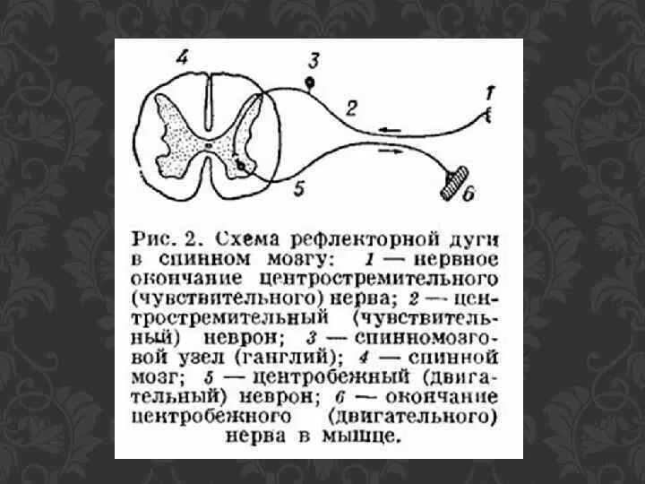 Строение рефлекторной дуги рисунок