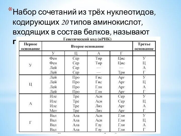 Фрагмент начала гена имеет последовательность нуклеотидов. Аминокислоты и нуклеотиды. 20 аминокислот генетического кода. сочетание аминокислот. таблица нуклеотидов и аминокислот.